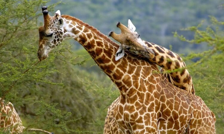 Wildlife in Akagera National Park
